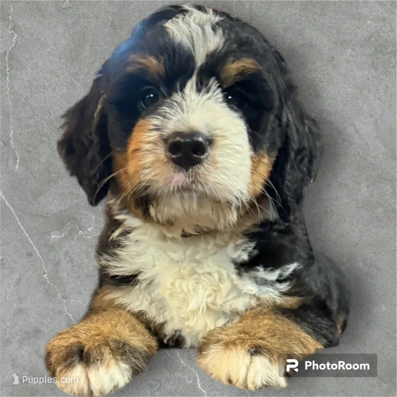 Gregory  – Bernedoodle, Miniature Bernedoodle puppy on hold in Forreston, IL