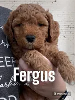 Fergus , a male Miniature Goldendoodle for sale in Forreston, IL – 1 of 3