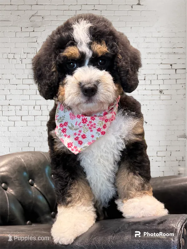 Gemma – Bernedoodle, Miniature Bernedoodle puppy for sale in Forreston, IL