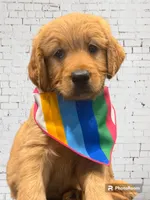Orange Girl Genetic  Clear, a female Goldendoodle and Miniature Goldendoodle for sale in Forreston, IL – 1 of 4