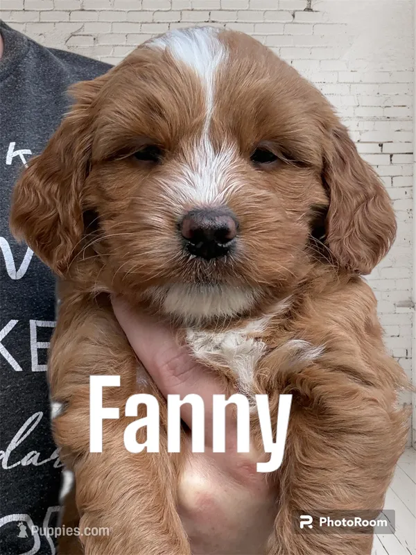 Fanny – Miniature Goldendoodle puppy for sale in Forreston, IL