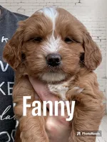 Fanny, a female Miniature Goldendoodle for sale in Forreston, IL – 1 of 3