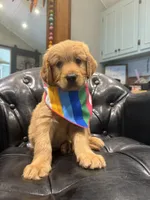 Orange Girl Genetic  Clear, a female Goldendoodle and Miniature Goldendoodle for sale in Forreston, IL – 2 of 4