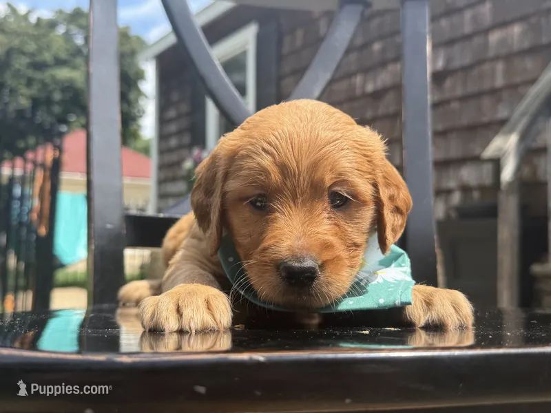 Cider – Goldendoodle, Miniature Goldendoodle puppy for sale in Forreston, IL