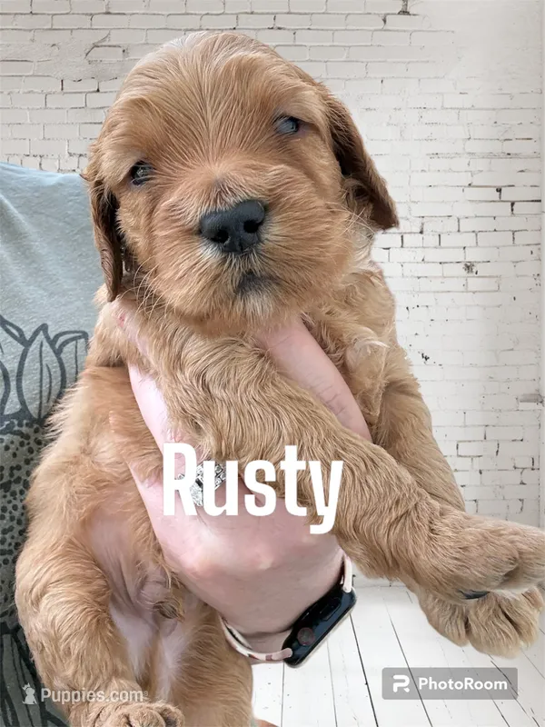 Rusty – Goldendoodle, Miniature Goldendoodle puppy for sale in Forreston, IL