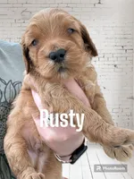 Rusty, a male Goldendoodle and Miniature Goldendoodle for sale in Forreston, IL – 1 of 1