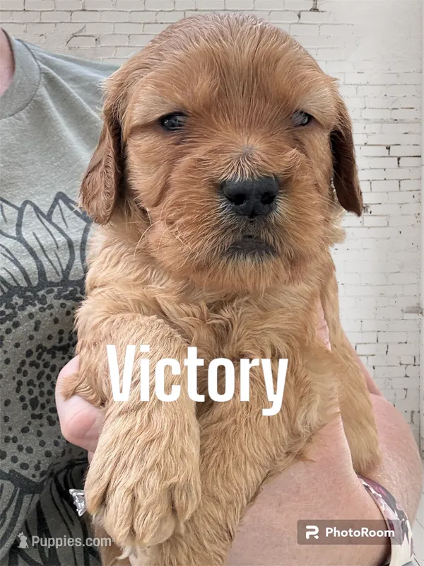 Victory – Goldendoodle, Miniature Goldendoodle puppy for sale in Forreston, IL