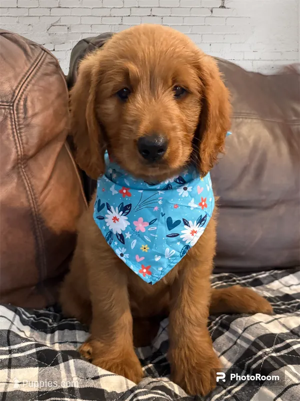 Teal Girl Genetically Clear – Goldendoodle, Miniature Goldendoodle puppy for sale in Forreston, IL