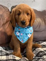 Teal Girl Genetically Clear, a female Goldendoodle and Miniature Goldendoodle for sale in Forreston, IL – 1 of 1