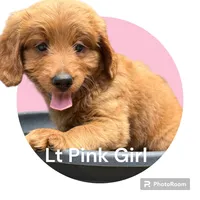 Pink Girl Genetic Clear, a female Goldendoodle and Miniature Goldendoodle for sale in Forreston, IL – 2 of 4