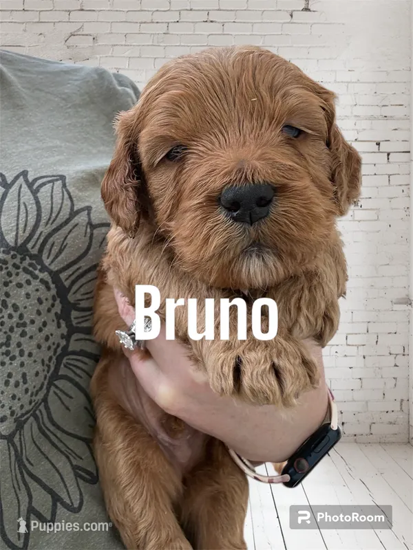 Bruno  – Goldendoodle, Miniature Goldendoodle puppy for sale in Forreston, IL