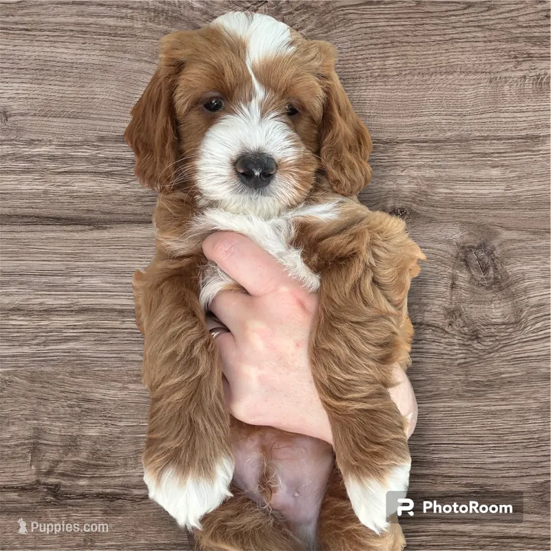 Colum – Miniature Goldendoodle puppy for sale in Forreston, IL