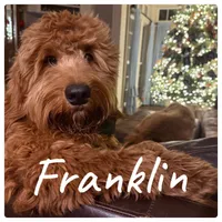 Fanny, a female Miniature Goldendoodle for sale in Forreston, IL – 3 of 3