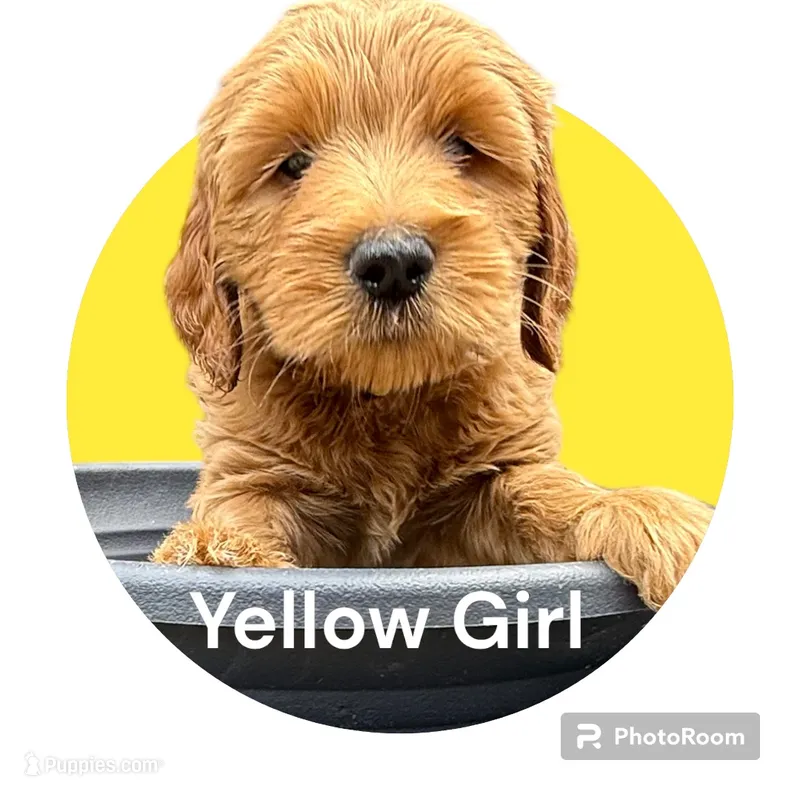 Cookie Dough – Goldendoodle, Miniature Goldendoodle puppy for sale in Forreston, IL