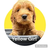 Yellow Girl Genetic Clear, a female Goldendoodle and Miniature Goldendoodle for sale in Forreston, IL – 2 of 4