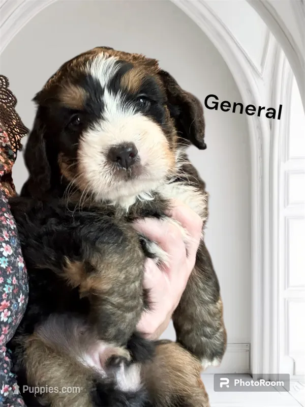 General – Bernedoodle, Miniature Bernedoodle puppy for sale in Forreston, IL
