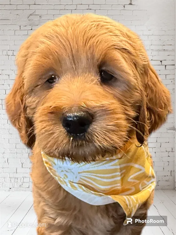 Yellow Girl Genetic Clear – Goldendoodle, Miniature Goldendoodle puppy for sale in Forreston, IL
