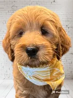 Yellow Girl Genetic Clear, a female Goldendoodle and Miniature Goldendoodle for sale in Forreston, IL – 1 of 4