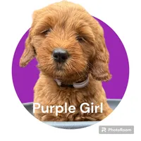 Purple Girl Genetic Clear, a female Goldendoodle and Miniature Goldendoodle for sale in Forreston, IL – 3 of 4