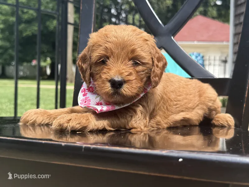 Queen – Goldendoodle, Miniature Goldendoodle puppy for sale in Forreston, IL