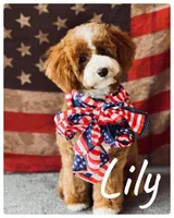 Colum, a male Miniature Goldendoodle for sale in Forreston, IL – 2 of 3