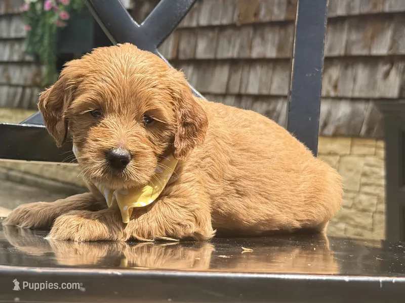 Cookie Dough – Goldendoodle, Miniature Goldendoodle puppy for sale in Forreston, IL