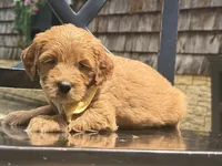 Yellow Girl Genetic Clear, a female Goldendoodle and Miniature Goldendoodle for sale in Forreston, IL – 4 of 4