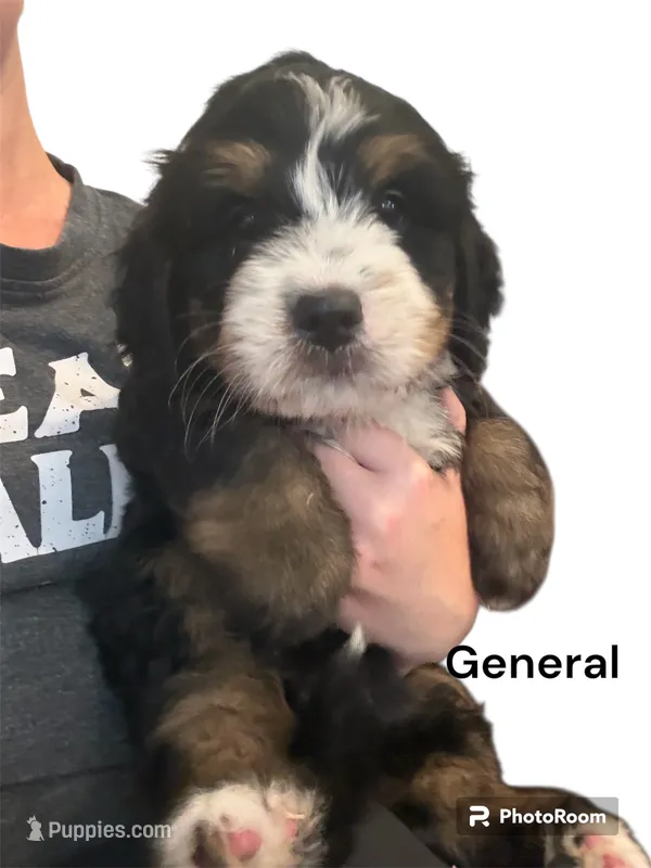 General – Bernedoodle, Miniature Bernedoodle puppy for sale in Forreston, IL