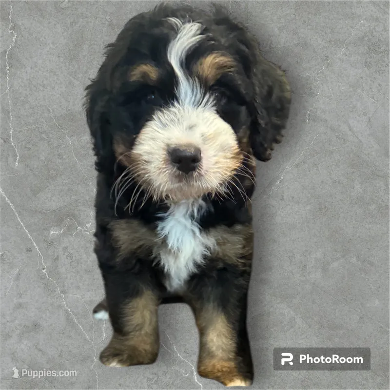 General – Bernedoodle, Miniature Bernedoodle puppy for sale in Forreston, IL