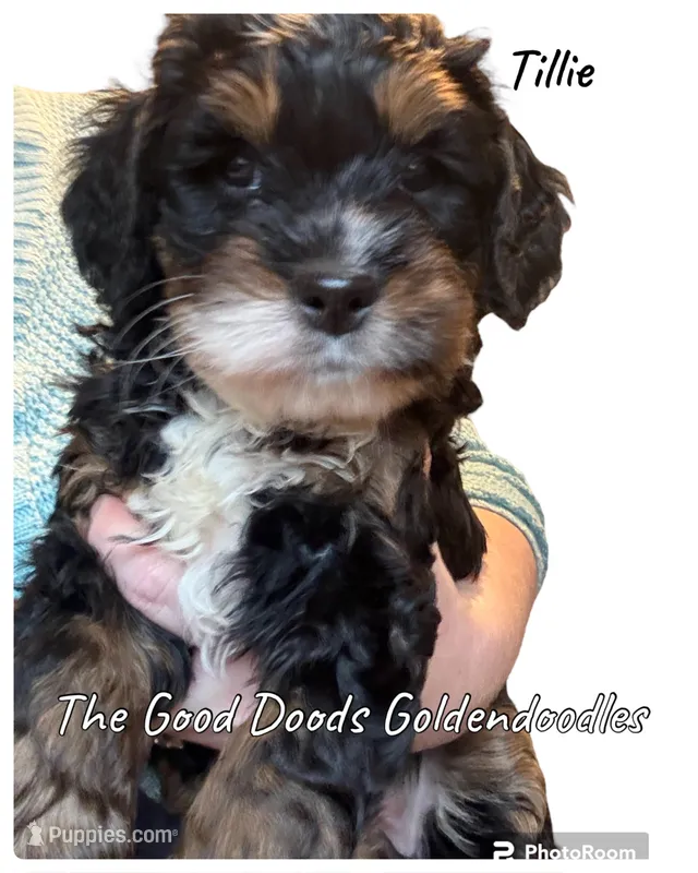Tillie – Miniature Bernedoodle puppy for sale in Forreston, IL
