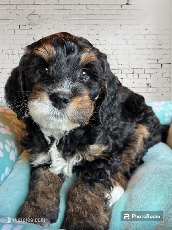Tillie – Miniature Bernedoodle puppy for sale in Forreston, IL