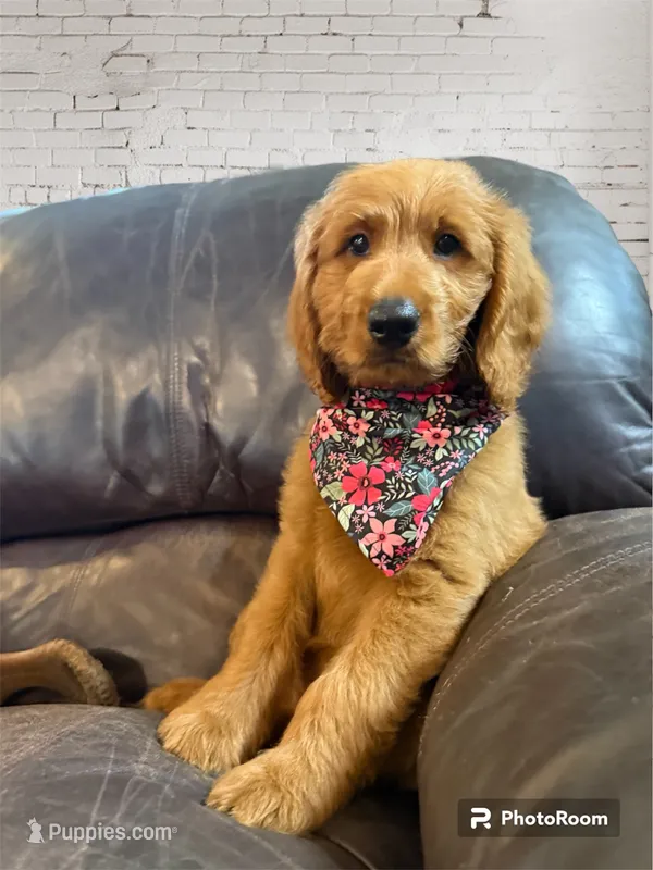 Teal Girl Genetically Clear – Goldendoodle, Miniature Goldendoodle puppy for sale in Forreston, IL