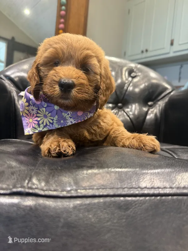 Queen – Goldendoodle, Miniature Goldendoodle puppy for sale in Forreston, IL