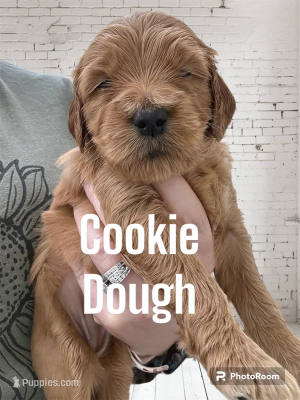 Cookie Dough – Goldendoodle, Miniature Goldendoodle puppy for sale in Forreston, IL