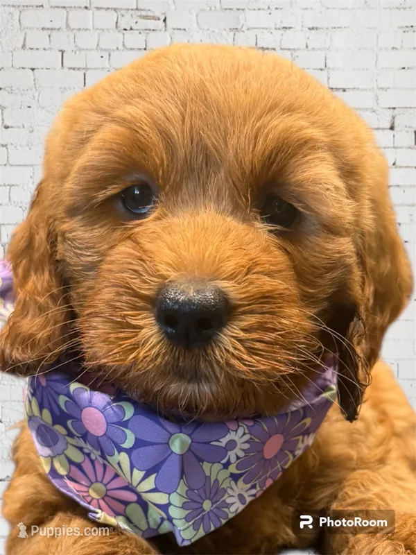 Purple Girl Genetic Clear – Goldendoodle, Miniature Goldendoodle puppy for sale in Forreston, IL