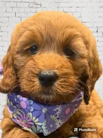 Purple Girl Genetic Clear, a female Goldendoodle and Miniature Goldendoodle for sale in Forreston, IL – 1 of 4