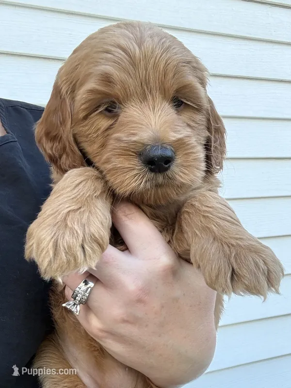 Cookie Dough – Goldendoodle, Miniature Goldendoodle puppy for sale in Forreston, IL