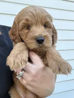 Yellow Girl Genetic Clear, a female Goldendoodle and Miniature Goldendoodle for sale in Forreston, IL – 3 of 4