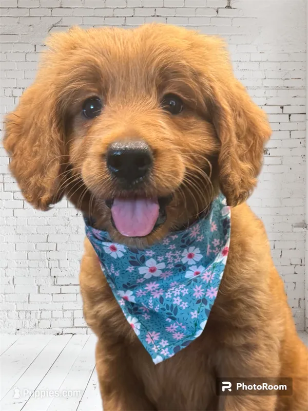 Pink Girl Genetic Clear – Goldendoodle, Miniature Goldendoodle puppy for sale in Forreston, IL