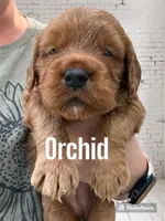 Orchid, a female Goldendoodle and Miniature Goldendoodle for sale in Forreston, IL – 1 of 1