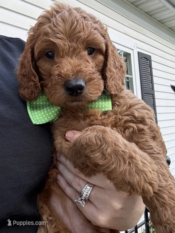 Bayley – Goldendoodle, Miniature Goldendoodle puppy for sale in Forreston, IL
