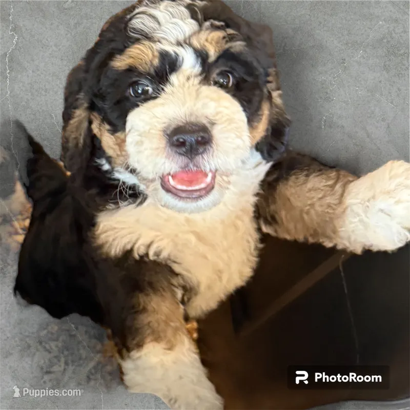 Gemma – Bernedoodle, Miniature Bernedoodle puppy for sale in Forreston, IL