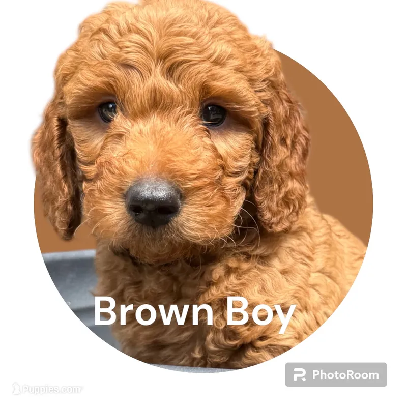 Bayley – Goldendoodle, Miniature Goldendoodle puppy for sale in Forreston, IL