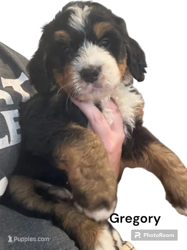 Gregory  – Bernedoodle, Miniature Bernedoodle puppy for sale in Forreston, IL