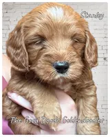 Stanley, a male Miniature Goldendoodle for sale in Forreston, IL – Photo 1 of 3