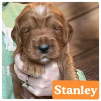 Stanley, a male Miniature Goldendoodle for sale in Forreston, IL – Photo 3 of 3