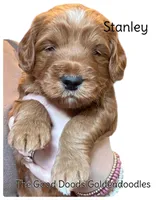 Stanley, a male Miniature Goldendoodle for sale in Forreston, IL – Photo 2 of 3