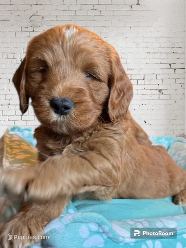 Stanley – Miniature Goldendoodle puppy on hold in Forreston, IL