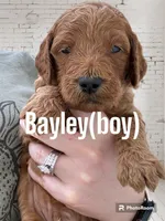 Bayley, a male Goldendoodle and Miniature Goldendoodle for sale in Forreston, IL – 1 of 1