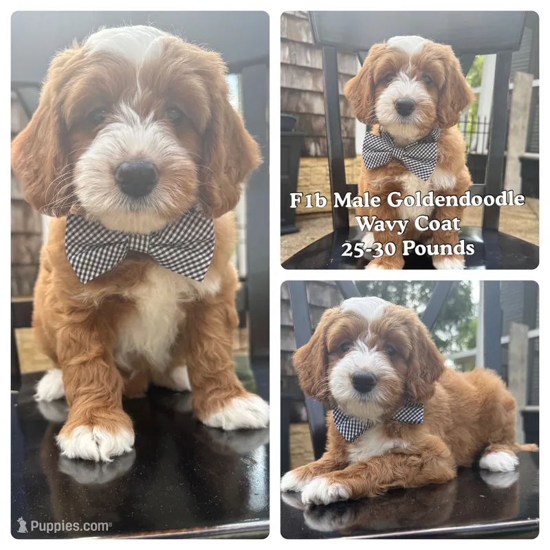 Colum – Miniature Goldendoodle puppy for sale in Forreston, IL